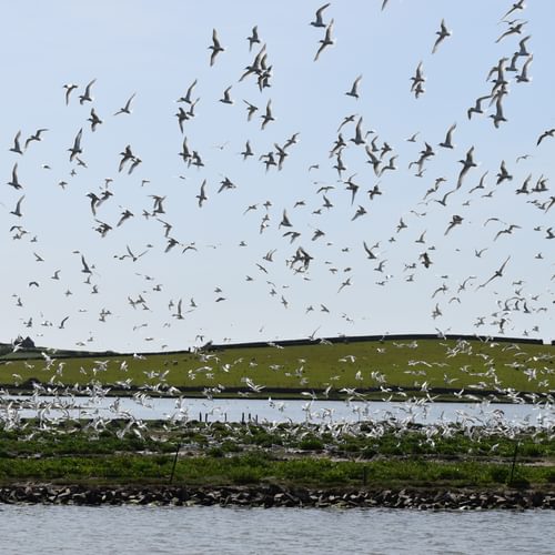 Airborne tern colony