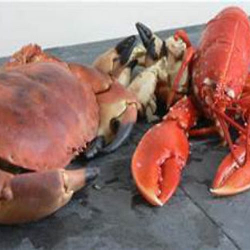 Cemaes Bay Lobster and Crab