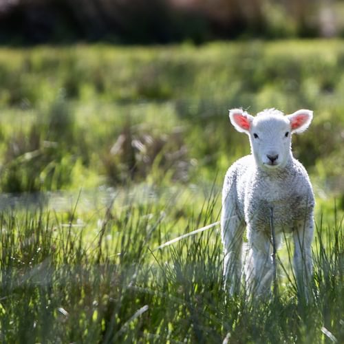 Young lamb spring 1920x1080