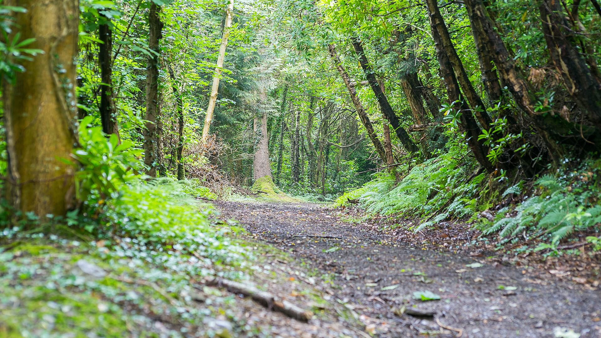 Cae Mab Dafydd Llanfairfechan Conwy woodland tracks 1920x1080