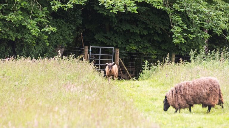 Carrog Barn Bodorgan Anglesey sheep grazing 1920x1080