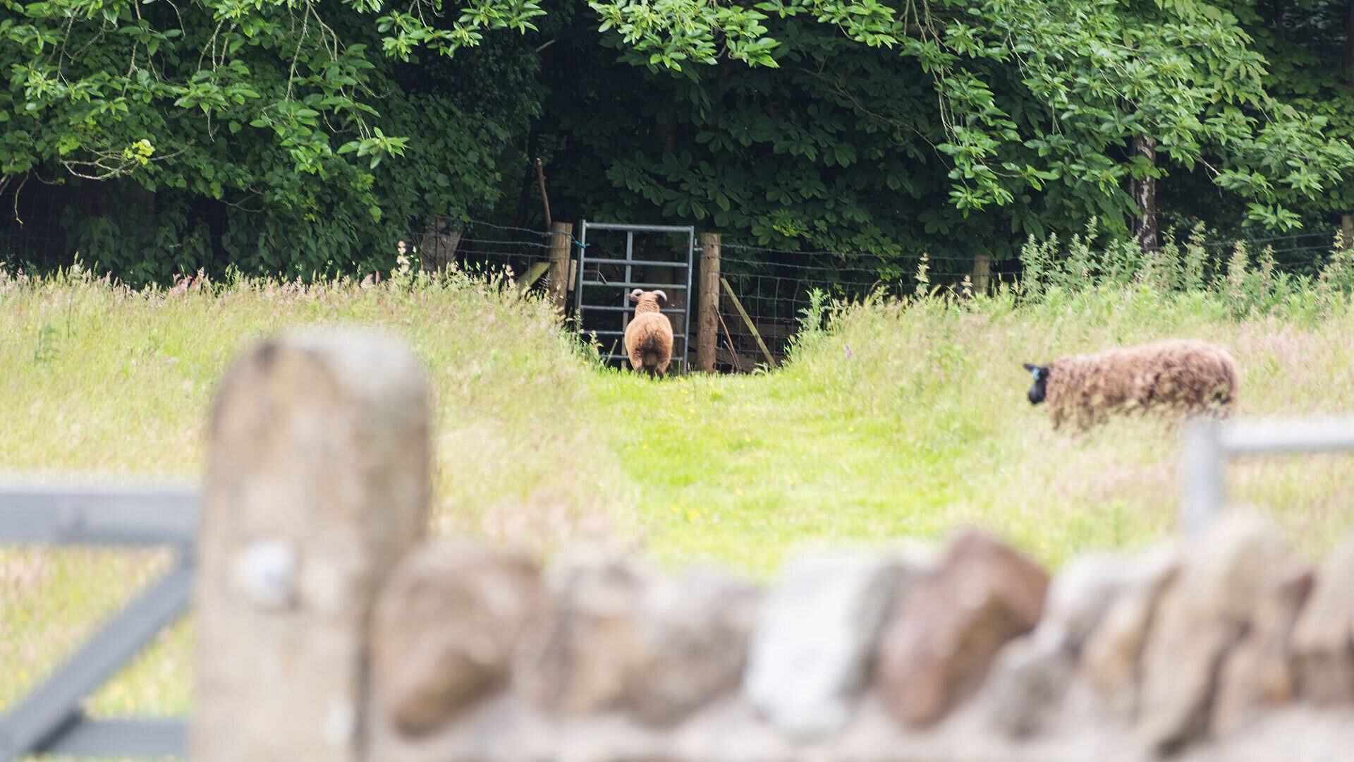 Carrog Barn Bodorgan Anglesey sheep grazing 2 1920x1080