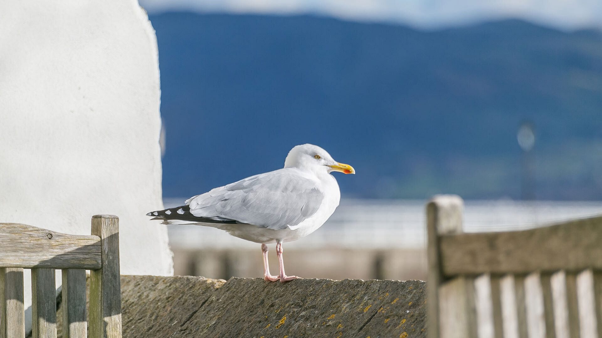 Craig Hyfryd Beaumaris Anglesey herring gull 1920x1080