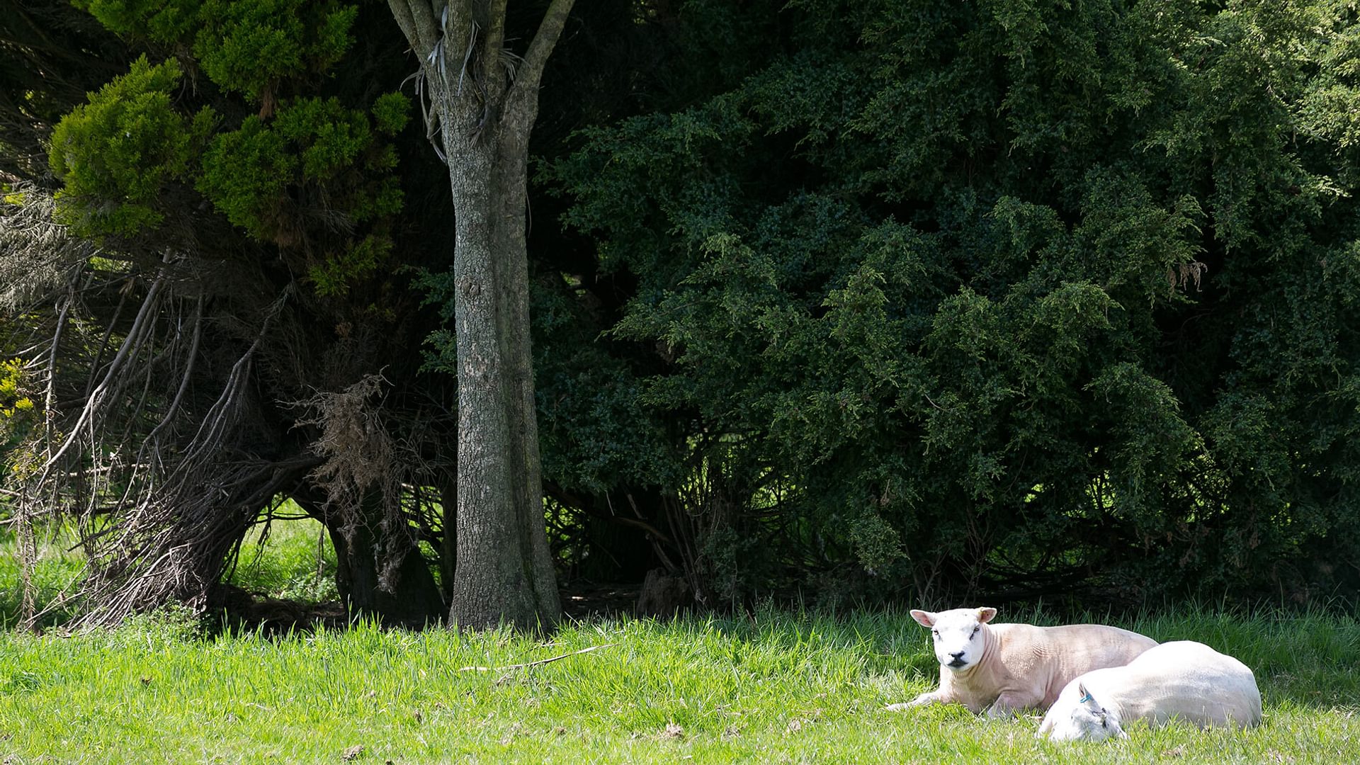 Cwter Hywel Llanerchymedd Anglesey sheep 1920x1080