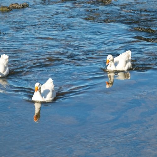 Boltholes and Hideaways Plas Y Coed ducks