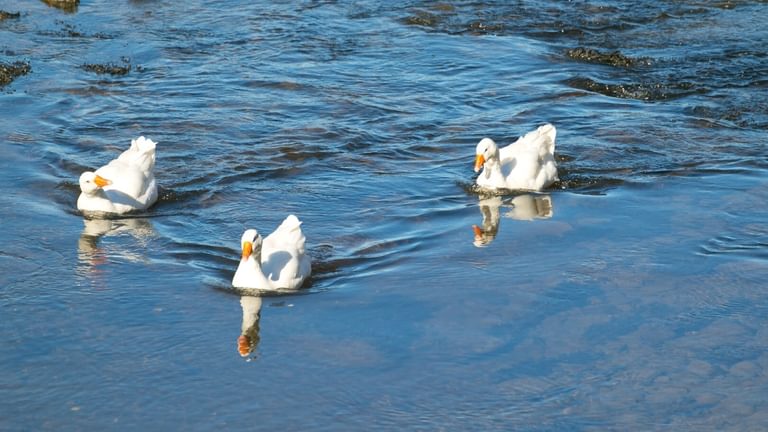 Boltholes and Hideaways Plas Y Coed ducks