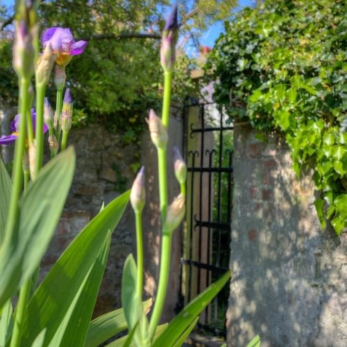 Boltholes and Hideaways Temperance House Garden irises