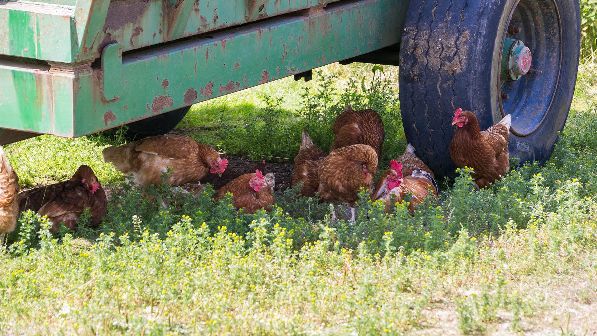 Beudy Odyn Pentraeth Anglesey chickens 1920x1080