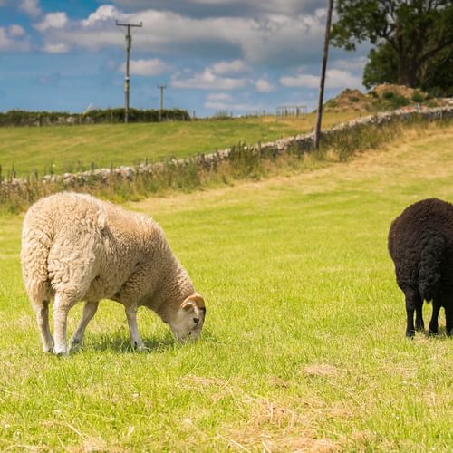 Beudy Odyn Pentraeth Anglesey sheep 2 1920x1080