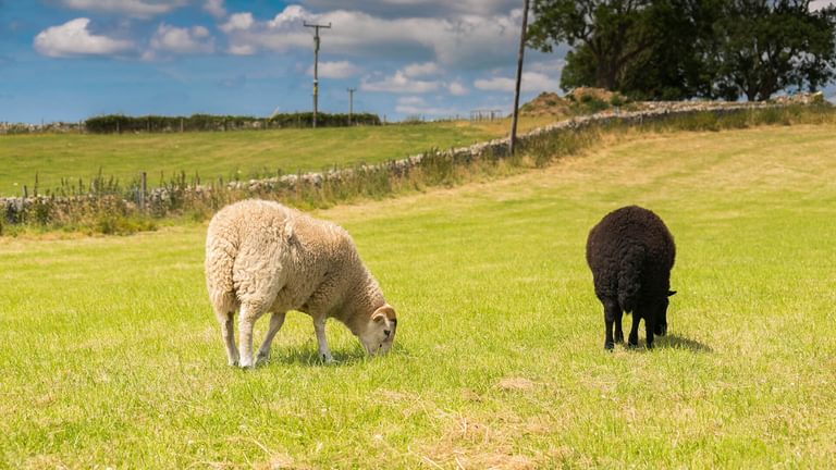Beudy Odyn Pentraeth Anglesey sheep 2 1920x1080