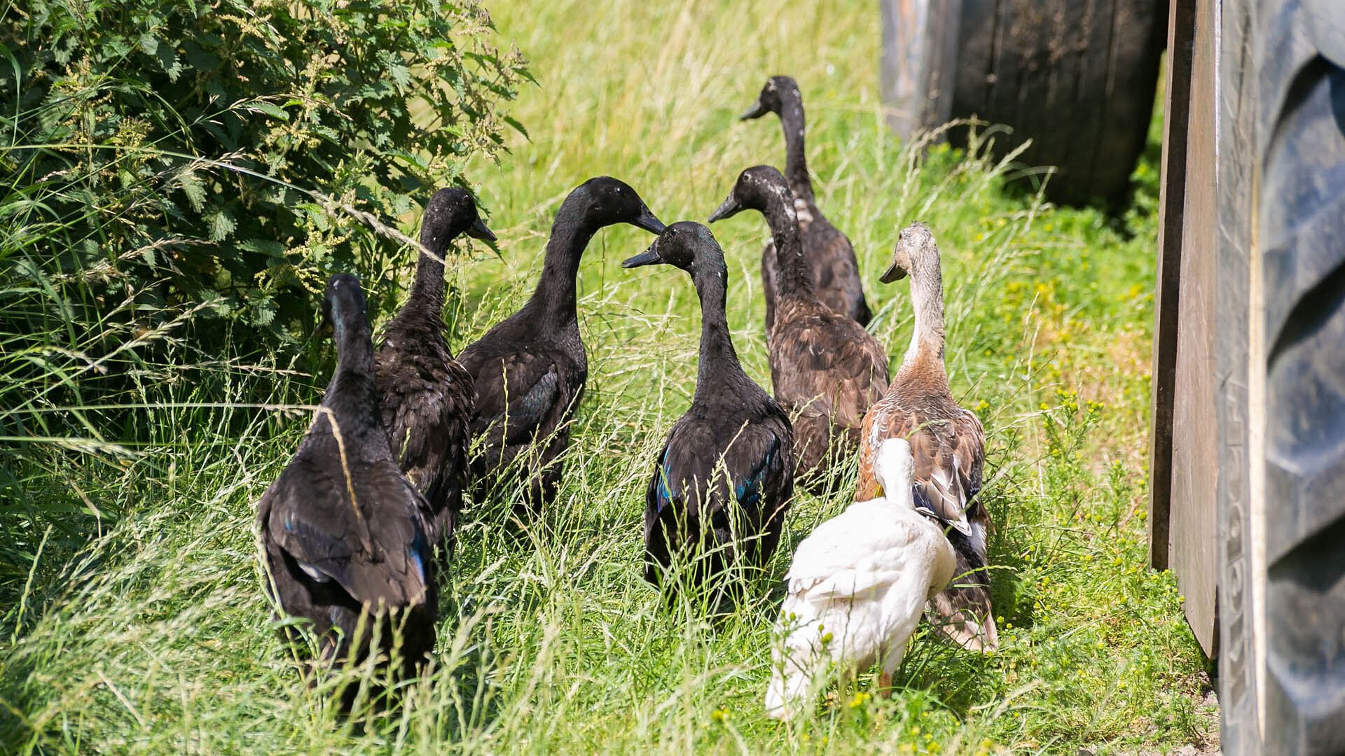 Beudy Odyn Pentraeth Anglesey runner ducks 2 1920x1080