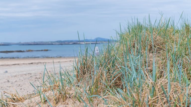Glandwr Rhosneigr Anglesey beach marram grass 2 1920x1080