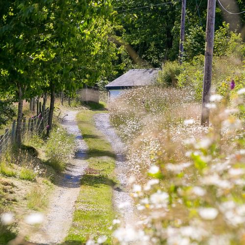 Granary Llwyn Y Gwaew Llanbedr Y Cennin Conwy Gwynedd LL328 UT daisies 1920x1080