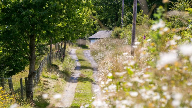 Granary Llwyn Y Gwaew Llanbedr Y Cennin Conwy Gwynedd LL328 UT daisies 1920x1080