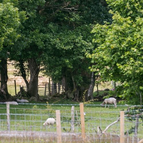 Granary Llwyn Y Gwaew Llanbedr Y Cennin Conwy Gwynedd LL328 UT sheep 1920x1080