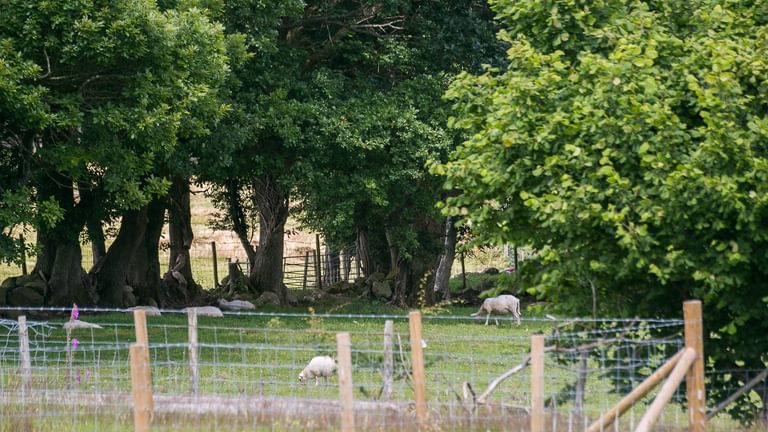 Granary Llwyn Y Gwaew Llanbedr Y Cennin Conwy Gwynedd LL328 UT sheep 1920x1080