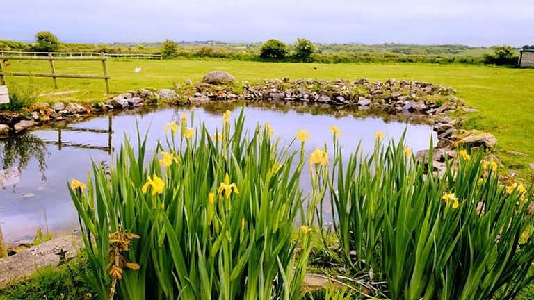 Duck House Bodorgan Anglesey flag irises pond 1920x1080
