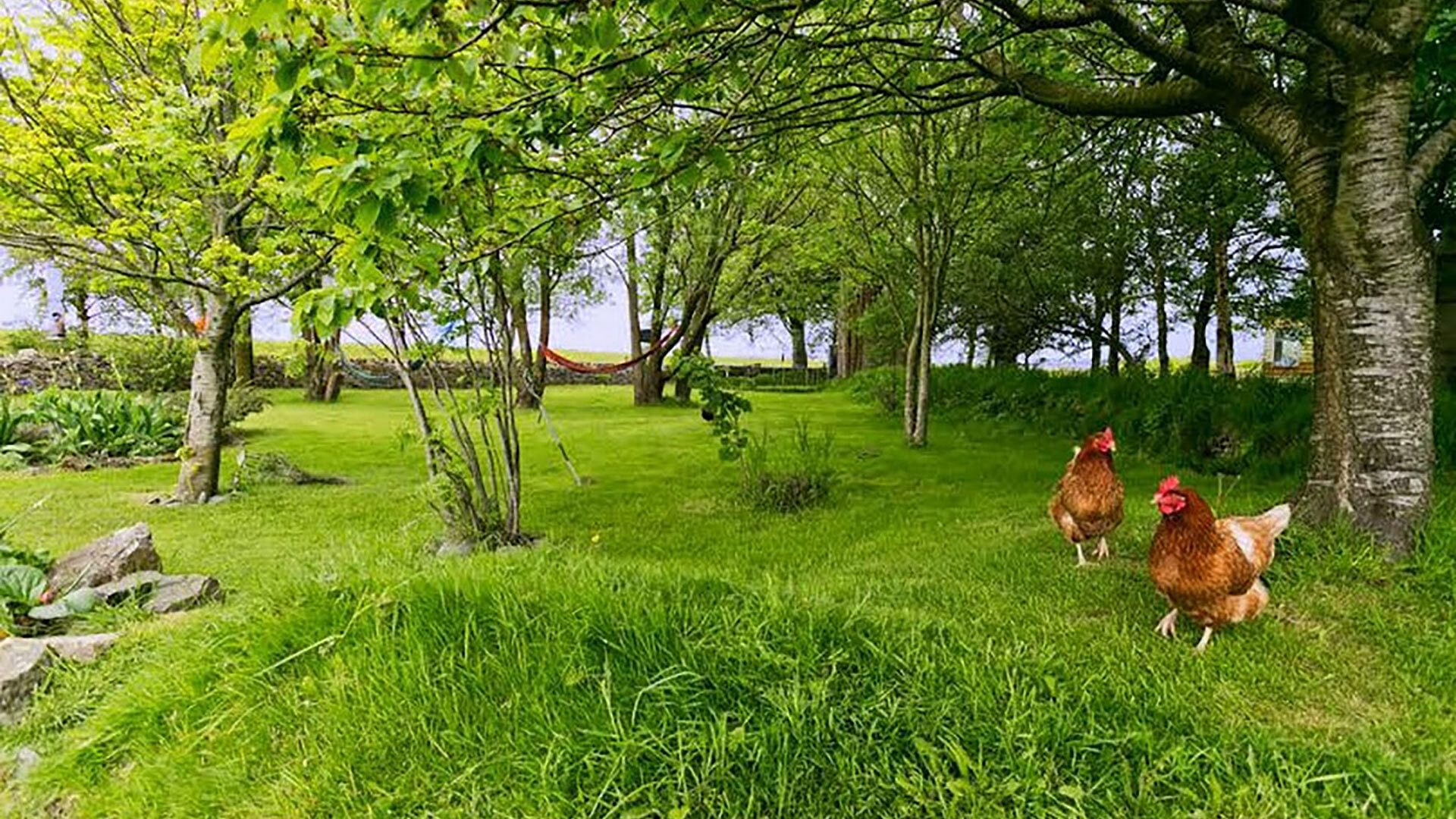 Duck House Bodorgan Anglesey red hens 1920x1080