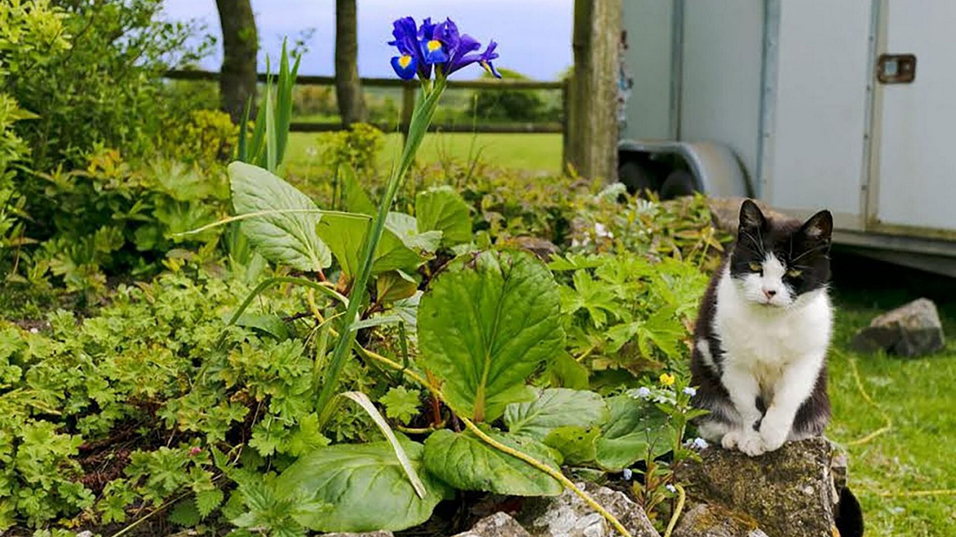 Duck House Bodorgan Anglesey black white cat 1920x1080