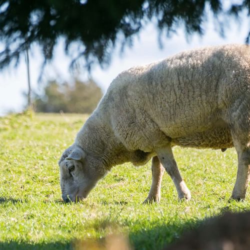 Easter Cabin Lligwy Anglesey garden sheep 2 1920x1080
