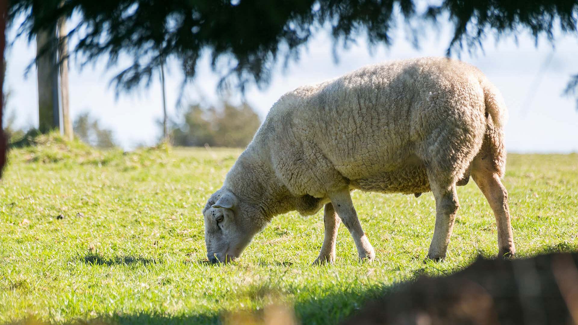 Easter Cabin Lligwy Anglesey garden sheep 2 1920x1080