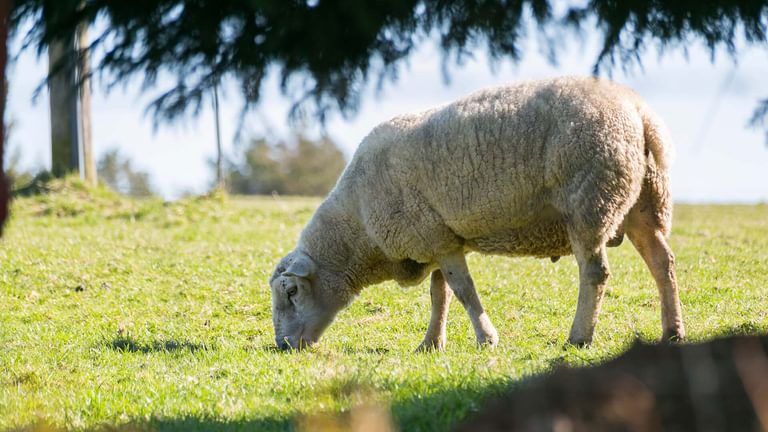 Easter Cabin Lligwy Anglesey garden sheep 2 1920x1080