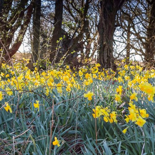 Easter Cabin Lligwy Anglesey garden spring daffodils 1920x1080