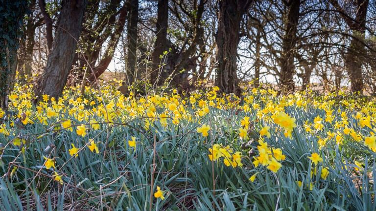 Easter Cabin Lligwy Anglesey garden spring daffodils 1920x1080