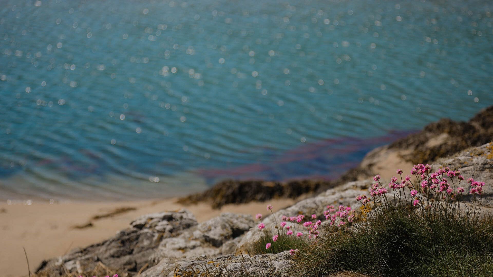 Hen Cymyran Valley Anglesey sea pinks 1920x1080