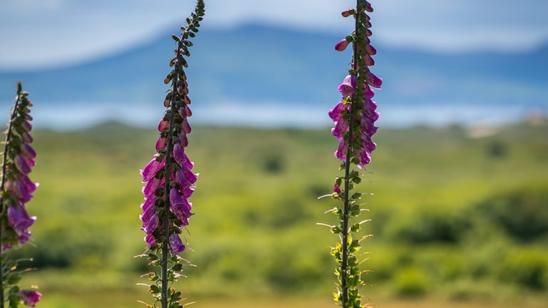 Maes Y Ceirchdir Newborough Anglesey LL616 SG foxglove 1920x1080