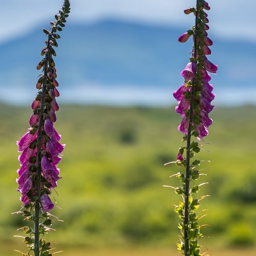 Maes Y Ceirchdir Newborough Anglesey LL616 SG foxglove 1920x1080