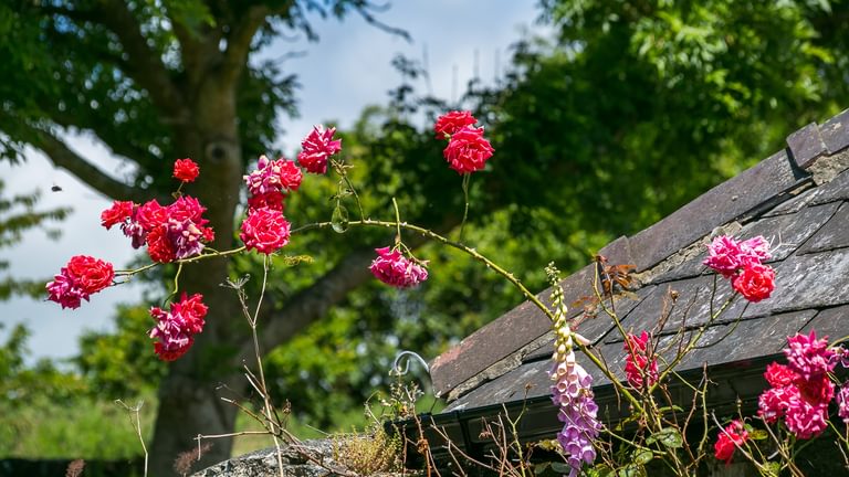 Maes Y Ceirchdir Newborough Anglesey LL616 SG roses 1920x1080