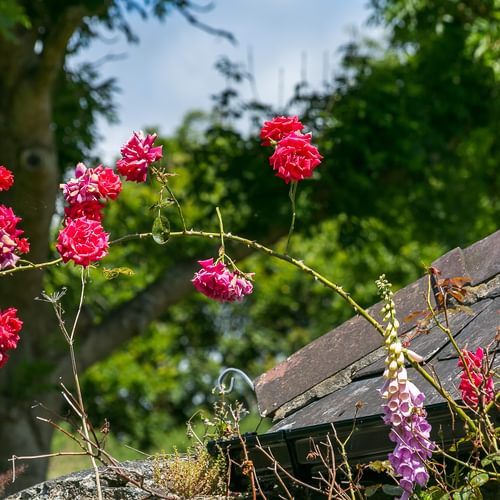 Maes Y Ceirchdir Newborough Anglesey LL616 SG roses 1920x1080