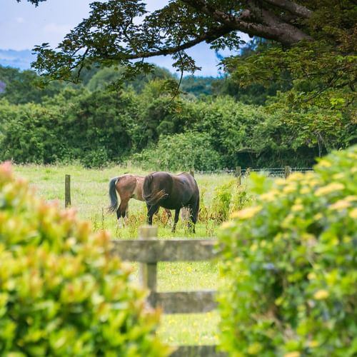 Mynydd Ednyfed Country House Caernarfon Road Criccieth LL520 PH horses 1920x1080