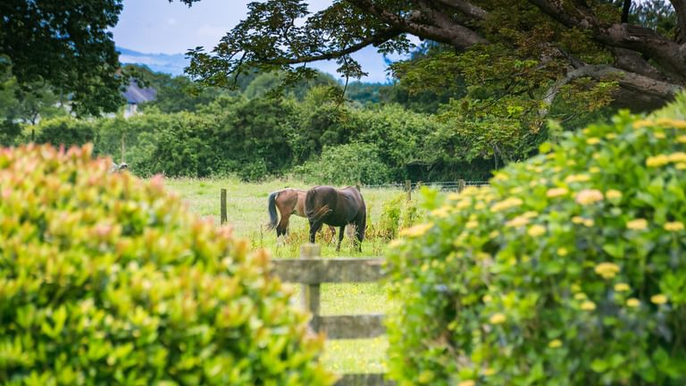 Mynydd Ednyfed Country House Caernarfon Road Criccieth LL520 PH horses 1920x1080