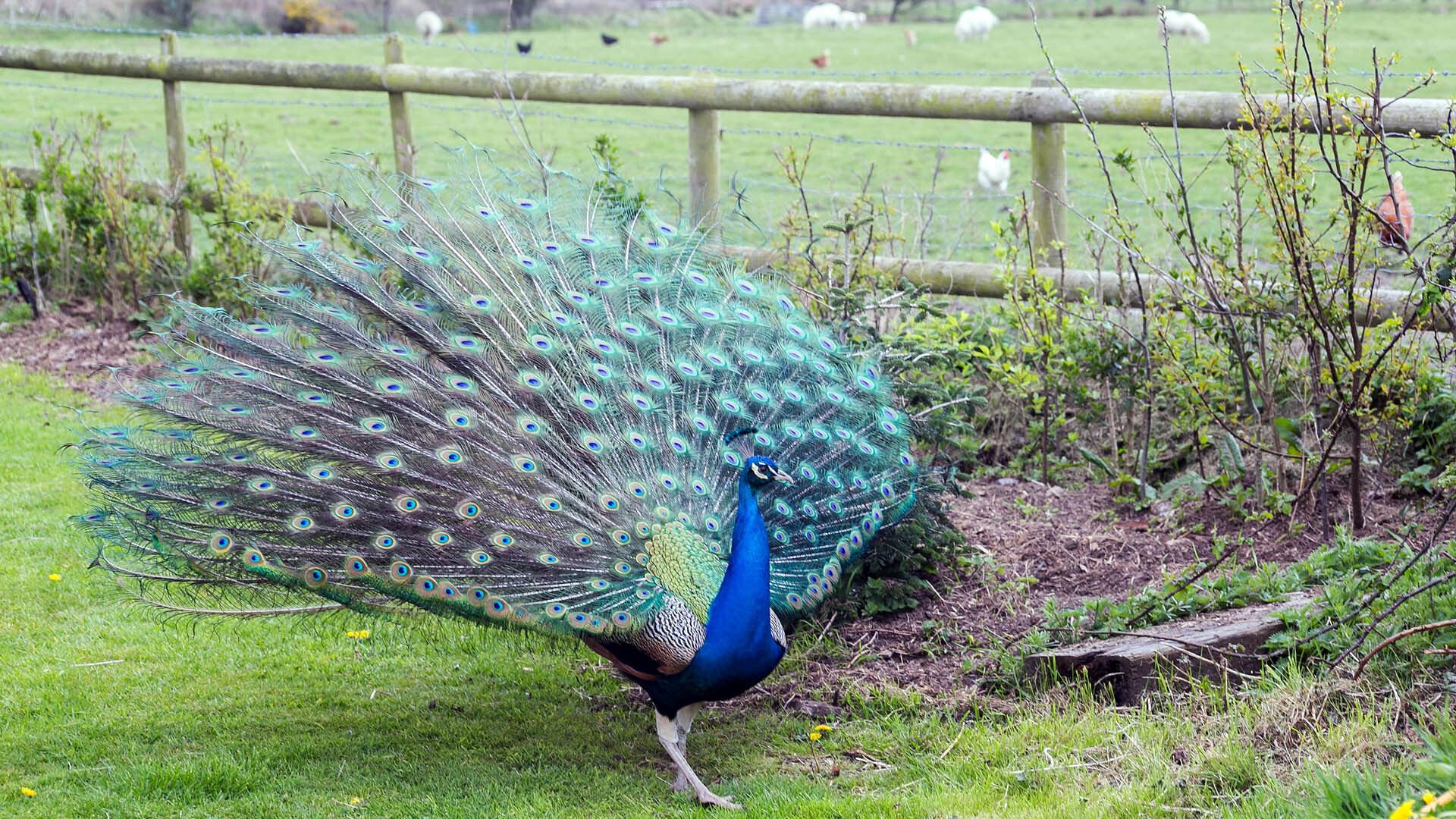 Peacock Cabin Bodorgan Anglesey peacock 3 1920x1080