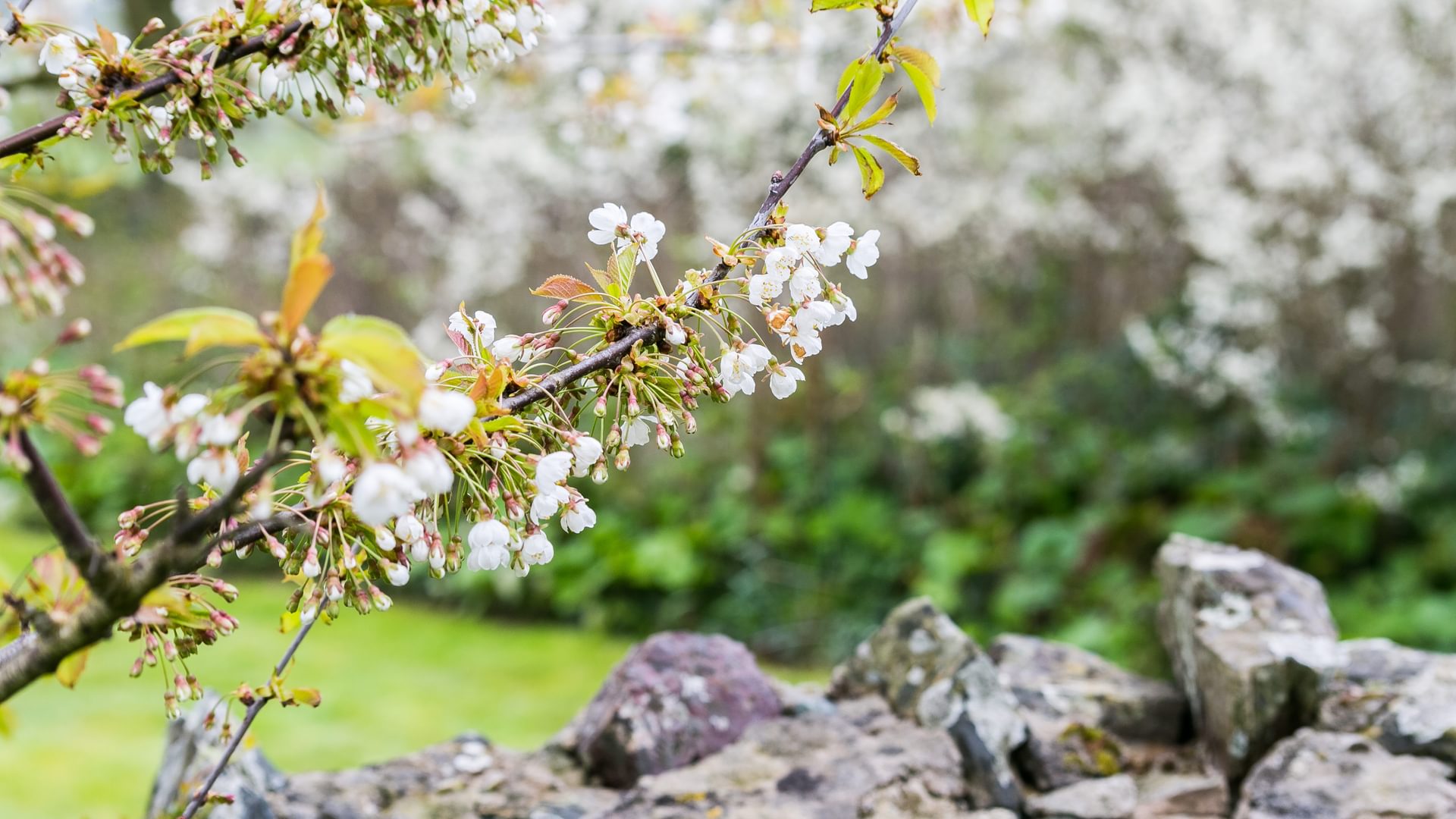 Penrhyn Halen Bodorgan Anglesey LL62 5 LS blossom 1920x1080