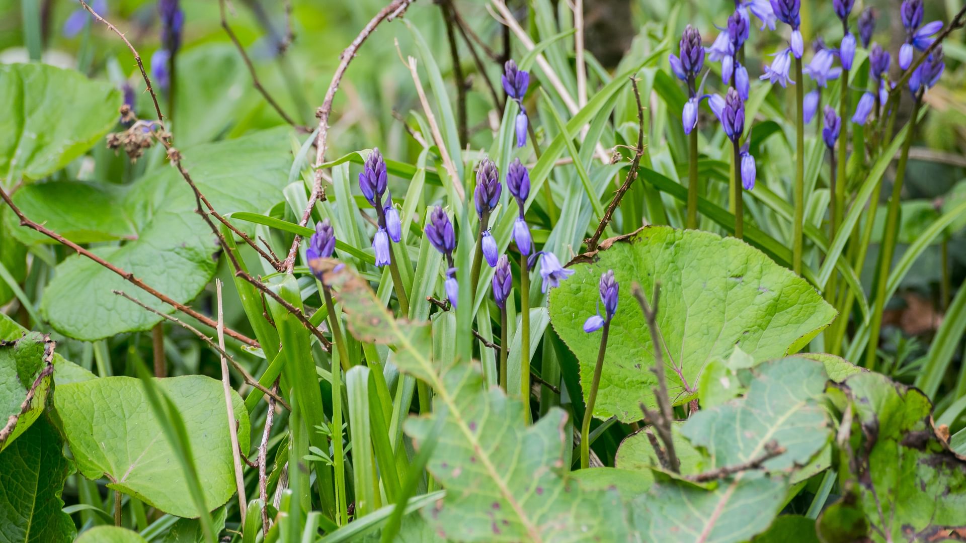 Penrhyn Halen Bodorgan Anglesey LL62 5 LS bluebells 1920x1080