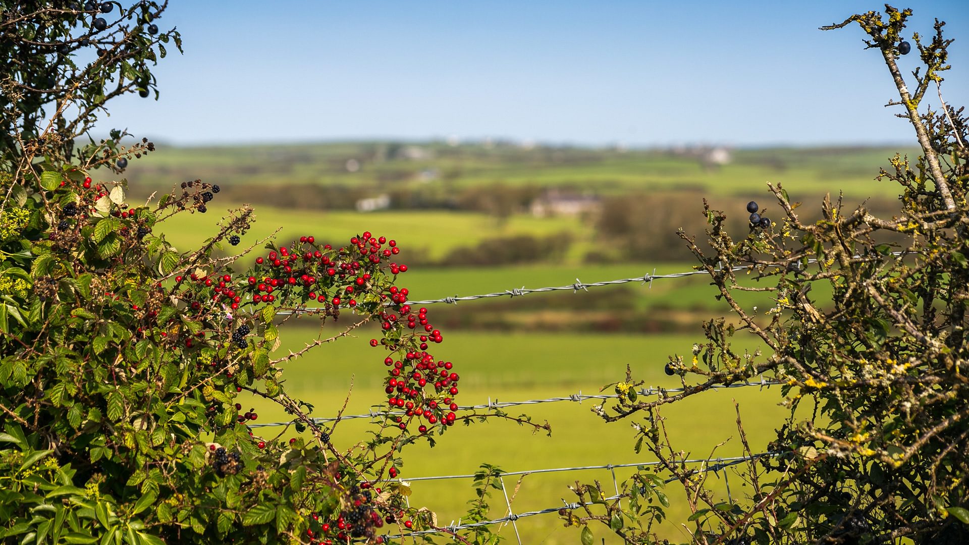 Penrhos Llanfachraeth Anglesey LL654 NG berry 1920x1080