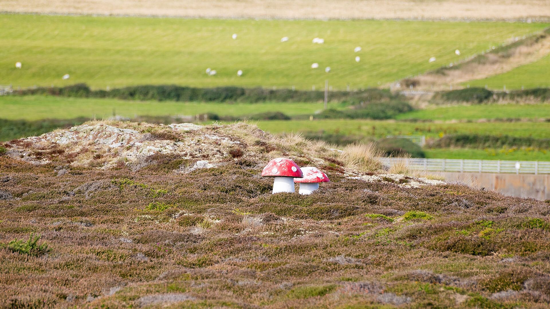 Plas Esgob Rhoscolyn Anglesey garden toadstools 1920x1080