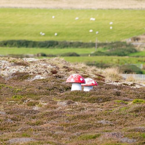 Plas Esgob Rhoscolyn Anglesey garden toadstools 1920x1080