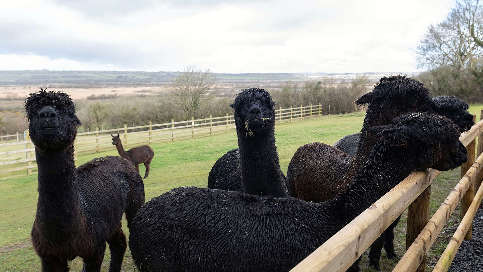 Willow Cottage Newborough Anglesey alpaca 1920x1080