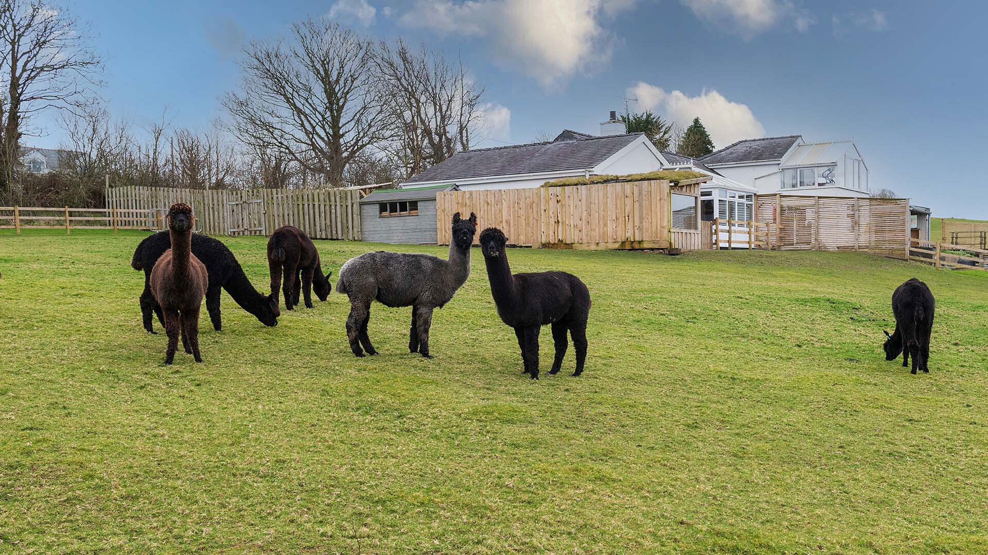 Willow Cottage Newborough Anglesey external view alpaca 1920x1080