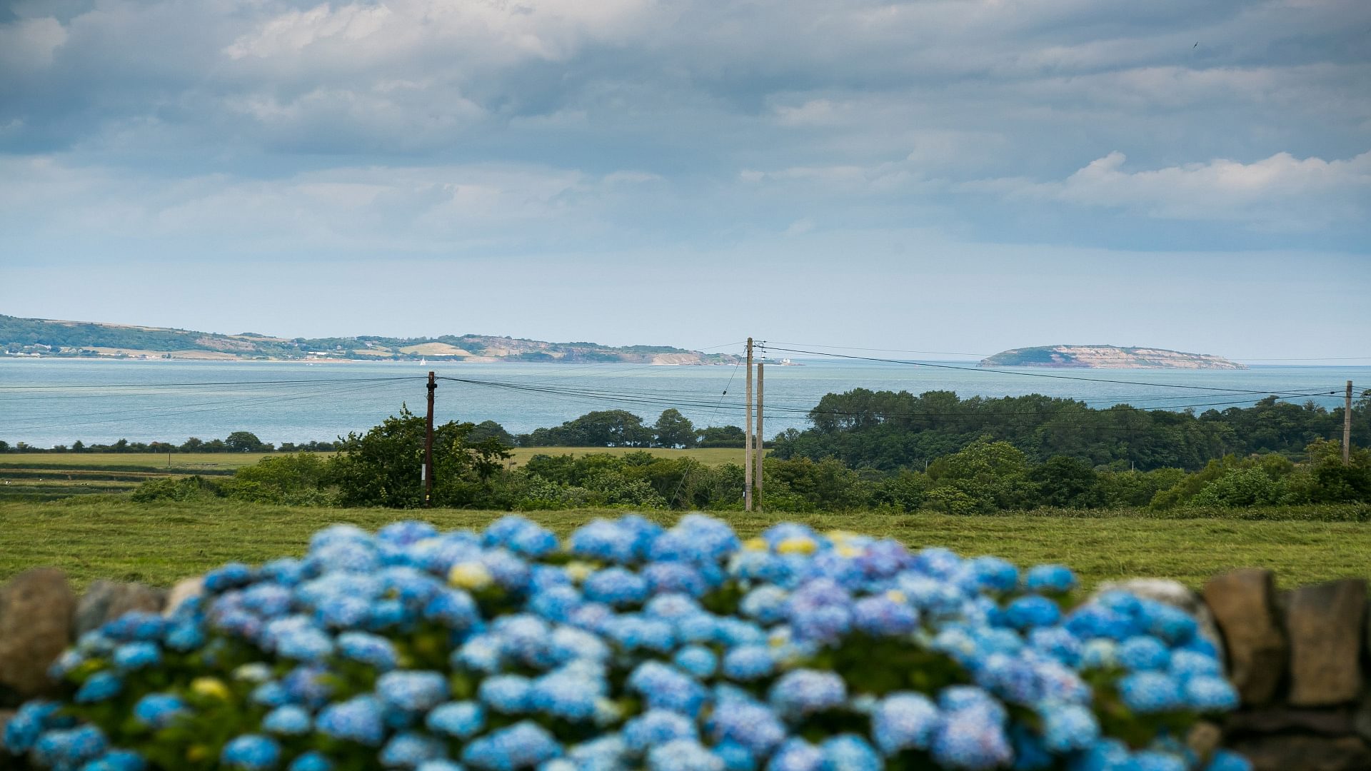 Tal Y Bont Gwynedd LL57 3 YW hydrangea 1920x1080 Copy