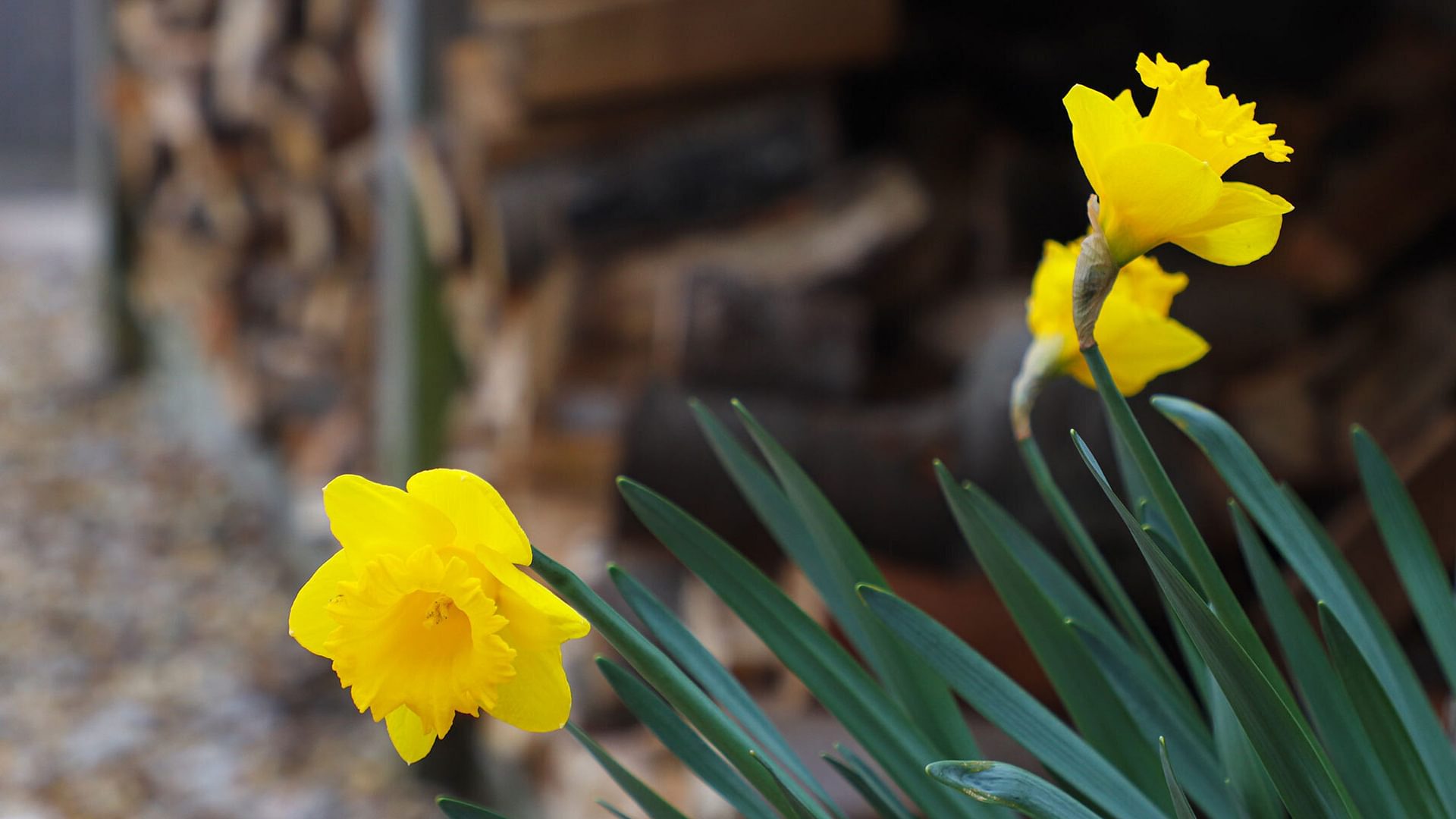 The Old Piggery Denbigh Denbighshire daffodils 1920x1080