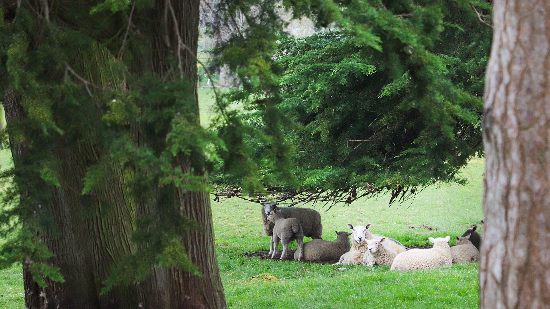 The Old Piggery Denbigh Denbighshire sheep and lambs 1920x1080