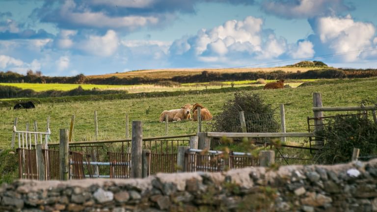 Trecastell ty Croes Anglesey LL655 TE cows 1920x1080