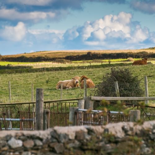 Trecastell ty Croes Anglesey LL655 TE cows 1920x1080