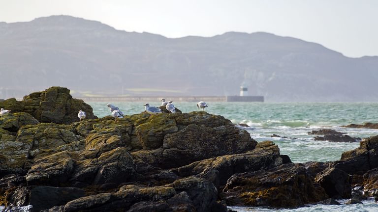 Ty Deryn Y Mor Llanfaethlu Anglesey seagulls rocks 1920x1080