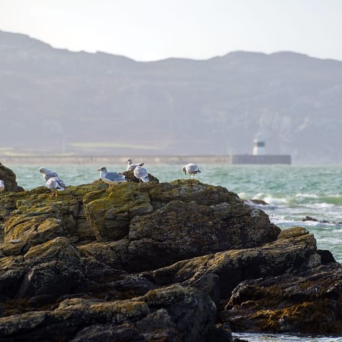 Ty Deryn Y Mor Llanfaethlu Anglesey seagulls rocks 1920x1080